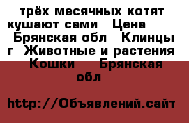 трёх месячных котят,кушают сами › Цена ­ 10 - Брянская обл., Клинцы г. Животные и растения » Кошки   . Брянская обл.